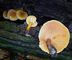 Hygrophoropsis aurantiaca, several over-mature fruiting bodies showing how they can darken with age.